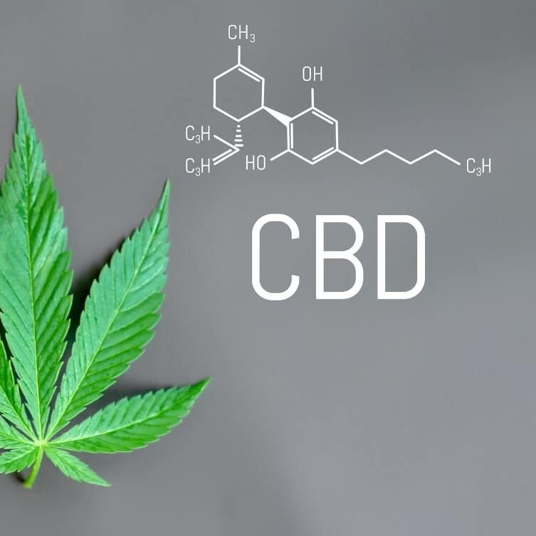 CBD układ endokannabinoidowy