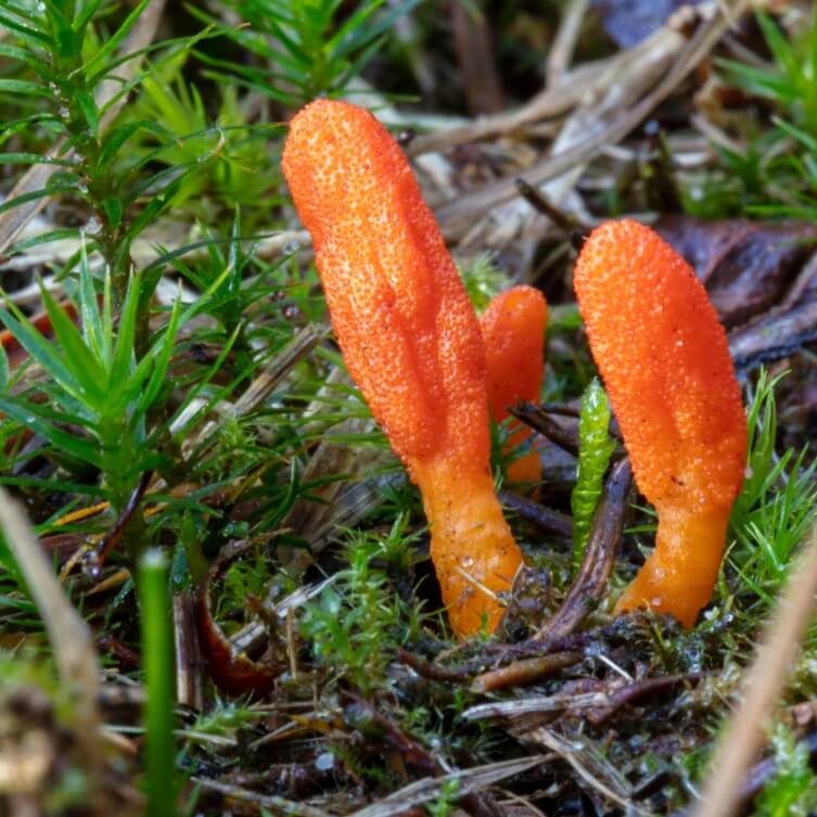 Cordyceps w naturalnym środowisku