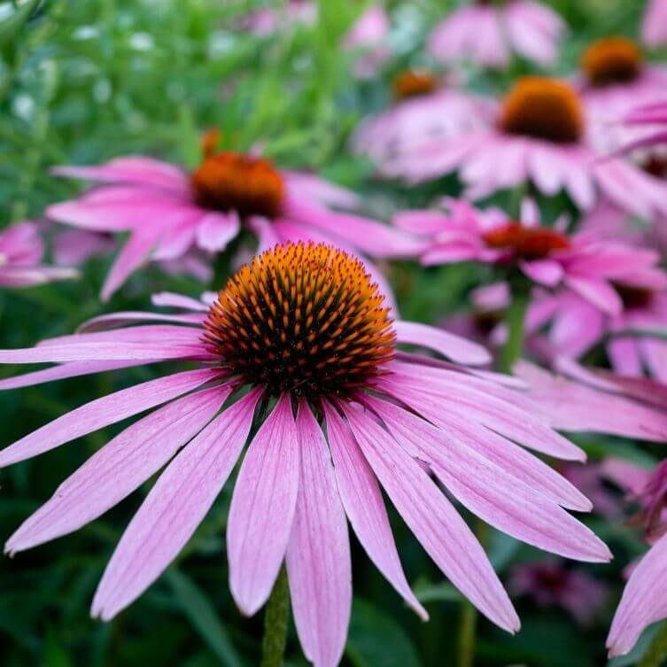 echinacea jeżówka purpurowa