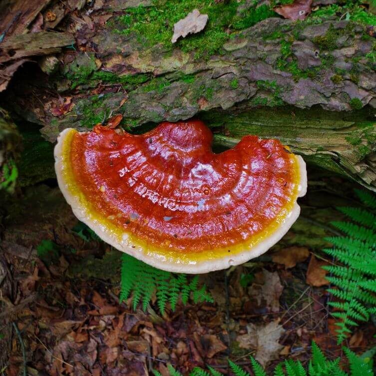 reishi - grzyby adaptogenne