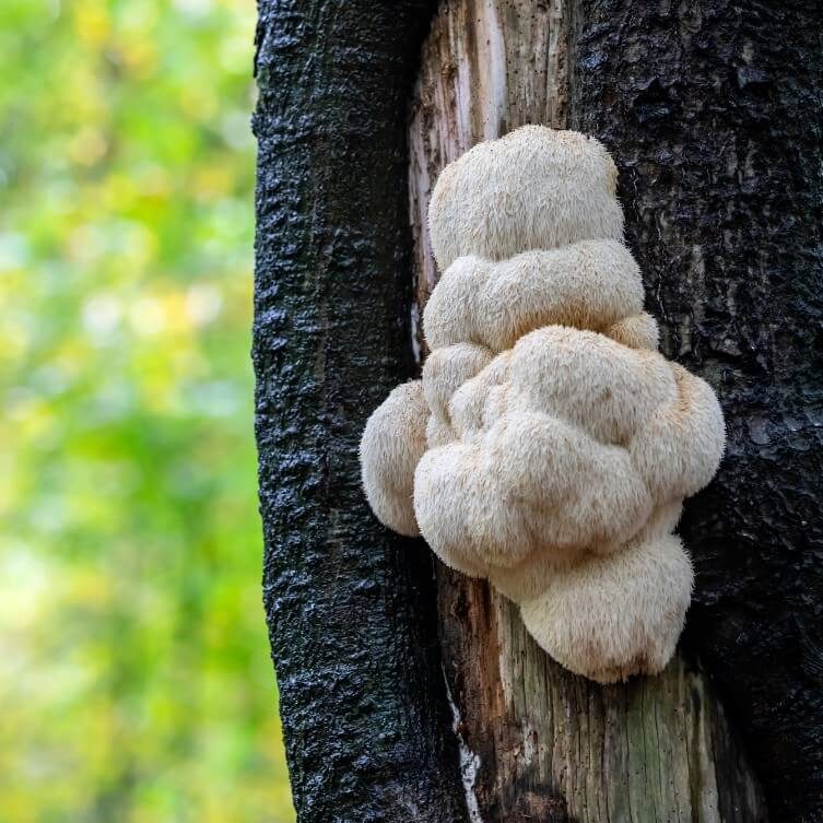 Soplówka jeżowata (Hericium erinaceus)